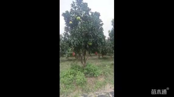 16公分(3杆)丛生香泡