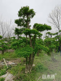 13公分对节白蜡