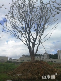 50公分朴树