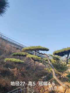 28公分造型油松