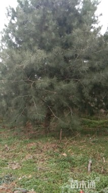 高度450厘米白皮松