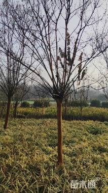 高度400厘米桢桐