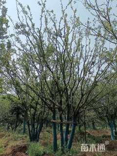 60公分丛生朴树