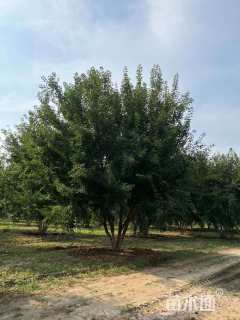 高度300厘米丛生五角枫