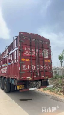 高度30厘米蔓荆