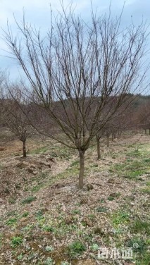 50公分(5杆)丛生榉树