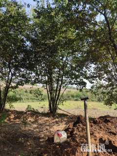 40公分丛生朴树