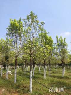 12公分金叶白蜡