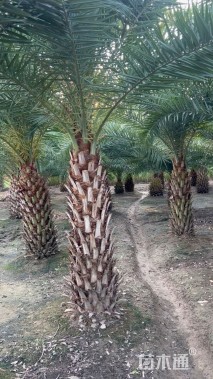 裸干高300厘米中东海枣