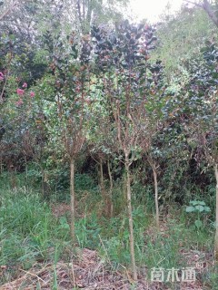 高度200厘米天鹅绒紫薇