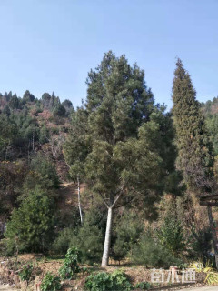 高度600厘米白皮松