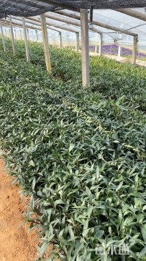 高度25厘米翠芦莉