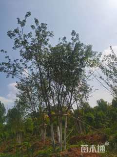 高度850厘米丛生五角枫