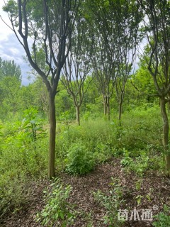 高度3000厘米桢桐