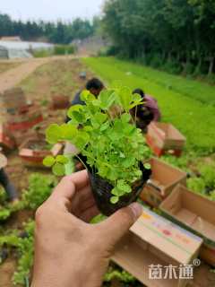 高度10厘米白花三叶草