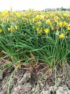 高度25厘米金娃娃萱草