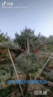 10公分造型油松