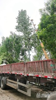 18公分美国红枫