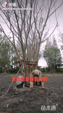 50公分(5杆)丛生朴树