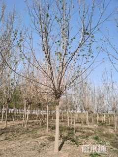 17公分绿叶复叶槭