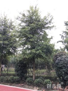 15公分加拿大红橡树