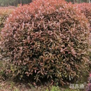 冠幅500厘米红叶石楠球