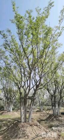 70公分(5杆)丛生朴树