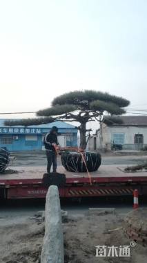 高度300厘米黑松