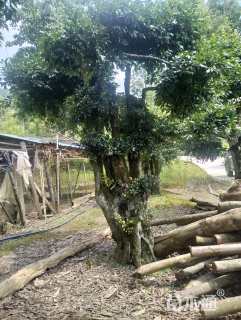 30公分造型金弹子