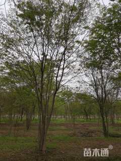 50公分丛生榉树