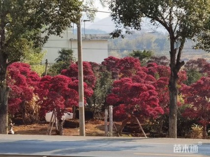 高度450厘米红花继木