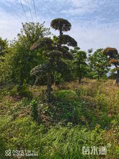 15公分对节白蜡