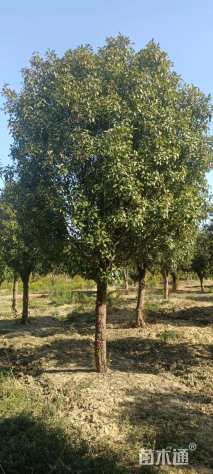 20公分红叶石楠