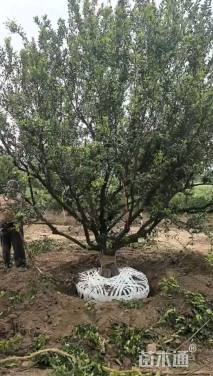 高度3.5厘米柑橘