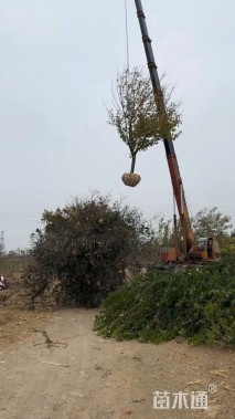 12公分日本晚樱