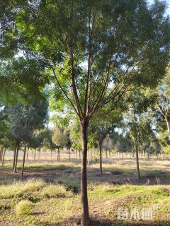 16公分秋紫白蜡