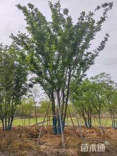 75公分(5杆)丛生朴树