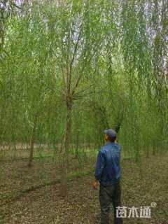 10公分青皮垂柳