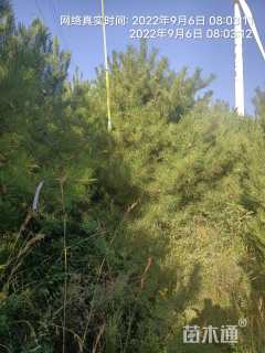 高度400厘米油松