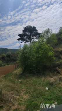 高度1400厘米油松