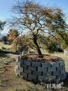 高度220厘米羽毛枫