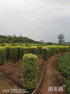 高度180厘米金禾女贞柱