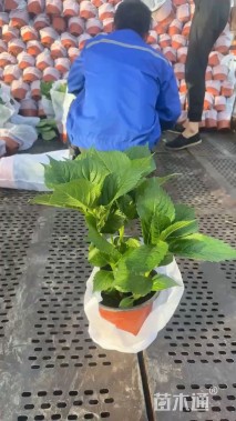 高度50厘米无尽夏绣球