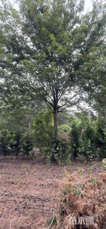 20公分榉树