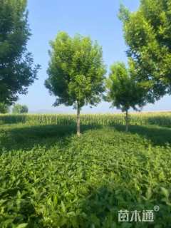 12公分金叶白蜡