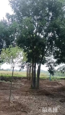 30公分(3杆)丛生朴树