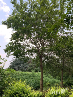 18公分朴树