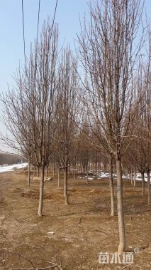 13公分彩叶豆梨