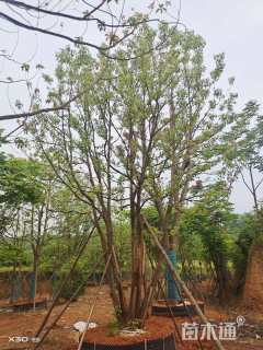 60公分丛生香樟