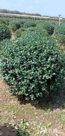 冠幅180厘米卫矛球